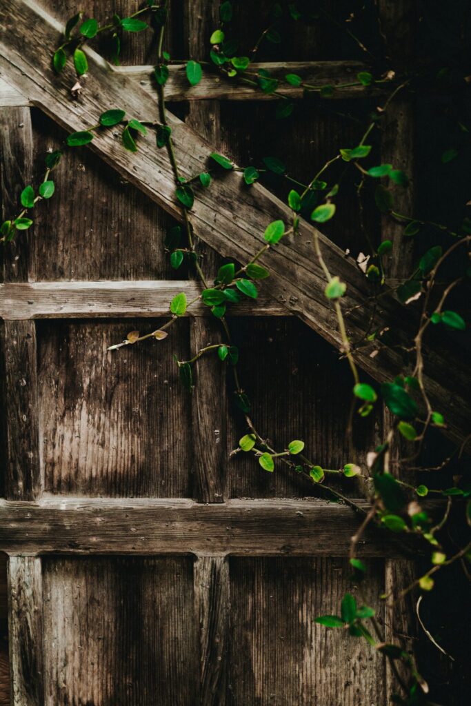 Vor allem Holzelemente und eine dauerhafte Begrünung sorgen für eine tolle Atmosphäre im Garten. Bildquelle: © Nathan Dumlao / Unsplash.com