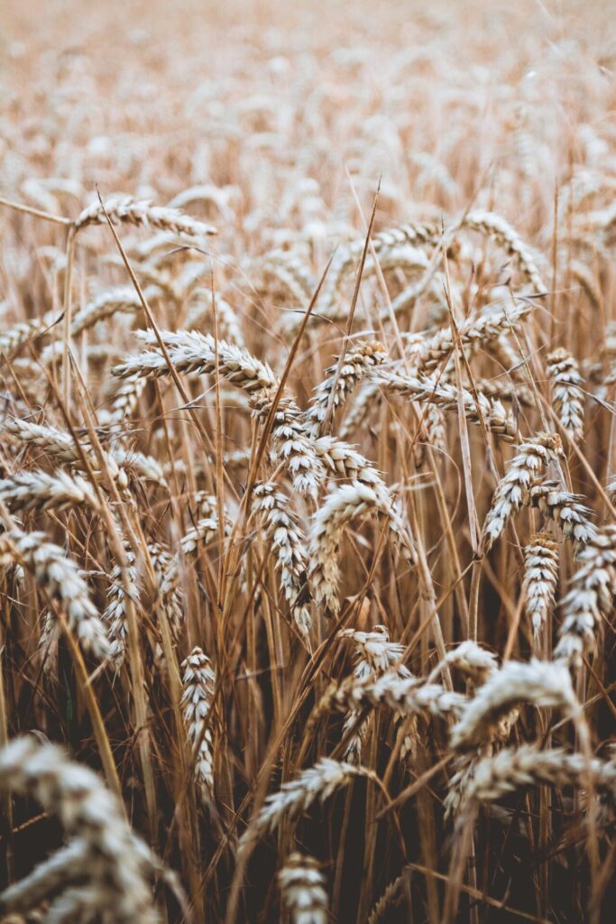 Vor allem Getreide beinhaltet Gluten. Inzwischen gibt es aber eine Vielzahl an Produkten die glutenfrei sind. Bildquelle: © Niklas Hamann / Unsplash.com