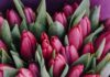 Tulpen – Vorboten des Frühlings Jetzt ist wieder Tulpenzeit, die sich auch immer schön verschenken lassen. Bildquelle: © Lala Azizli / Unsplash.com