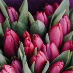 Jetzt ist auch bald wieder Tulpenzeit, die sich immer schön verschenken lassen. Bildquelle: © Lala Azizli / Unsplash.com