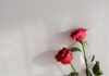 Welche Rolle spielen rote Rosen beim Älter werden? Sie sind, egal in welcher Generation, bis heute das Symbol für Liebe und Zuneigung. Bildquelle: © Karolina Grabowska / Unsplash.com