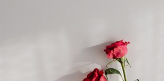 Welche Rolle spielen rote Rosen beim Älter werden? Sie sind, egal in welcher Generation, bis heute das Symbol für Liebe und Zuneigung. Bildquelle: © Karolina Grabowska / Unsplash.com