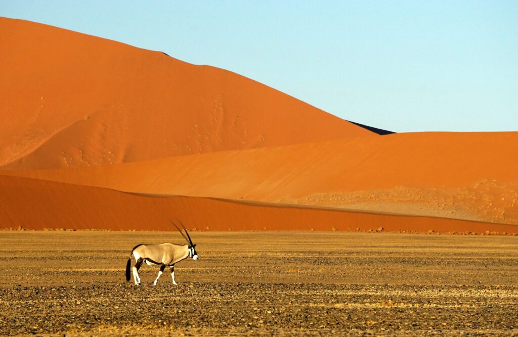 In Namibia finden Sie neben deutsche Kultur auch die einzigartigen roten Sanddünen. Bildquelle: © Joe Mcdaniel / Unsplash.com