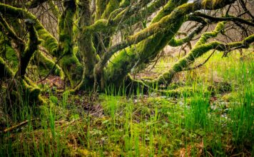 Urlaub machen in der Eifel: Diese Orte sollte man besuchen Verträumte Pfade und Natur pur - das erwartet Sie bei einem Urlaub in der Eifel. Bildquelle: © S. Widua / Unsplash.com