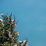 Die Südseemyrte oder auch Manuka Pflanze findet man vorwiegend in Neuseeland und Australien. Bildquelle: © Sylvain Cleymans / Unsplash.com