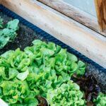 Wenn das Bücken nicht mehr so leicht fällt, dann ist es zeit für ein Hochbeet – egal ob im eigenen Garten oder auf dem Balkon. Bildquelle: © Markus Spiske / Unsplash.com