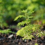 Artemisia Annua ist besonders reich an wertvollen Inhaltsstoffen wie ätherischen Ölen, Flavonoiden und Sesquiterpenlactonen. Bildquelle: © Mathias Katz / Unsplash.com