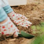 Um nicht jedes Frühjahr neu pflanzen zu müssen, können immergrüne und insektenfreundliche Bodendecker eine tolle Alternative für das beet sein. Bildquelle: © A C / Unsplash.com