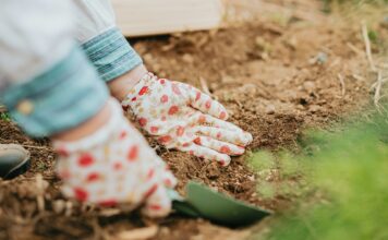 Bodendecker: Ein Muss für jeden lebendigen Garten Um nicht jedes Frühjahr neu pflanzen zu müssen, können immergrüne und insektenfreundliche Bodendecker eine tolle Alternative für das beet sein. Bildquelle: © A C / Unsplash.com