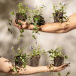 Bodendecker sind im Garten oder in Grünanlagen gar nicht mehr weg zu denken. Bildquelle: © Feey / Unsplash.com