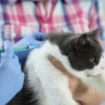 Die Tierarztkosten spielen leider eine nicht unerhebliche Rolle bei der Haltung eines Haustieres und sollten unbedingt eingeplant sein. Bildquelle: © Getty Images / Unsplash.com