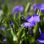 Der immergrüne Vinca ist ein sehr beliebter Bodendecker, da er darüber hinaus auch im Frühjahr schöne Blüten hat. Bildquelle. © Peggy Choucain / Pixabay.com