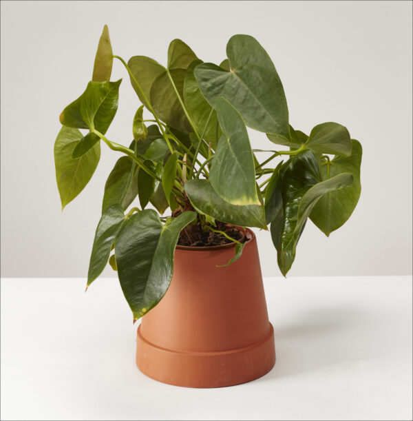 Boskke Flipped Planter.