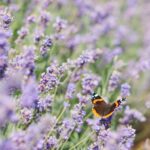 Blühpflanzen wie Lavendel sehen nicht nur toll aus, sondern bieten den Insekten wertvolle Nahrung. Bildquelle: © Dan Freeman / Unsplash.com