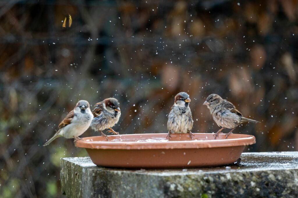Geben Sie auch den Tieren im Garten oder auf dem Balkon die Möglichkeit sich mit Wasser zu versorgen. Bildquelle: Vincent Etter / Unsplash.com