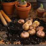 Der beginnende Herbst bedeutet auch immer der Beginn der Pflanzzeit von Blumenzwiebeln: Bildquelle: © Anna Jakutajc Wojtalik / Unsplash.com