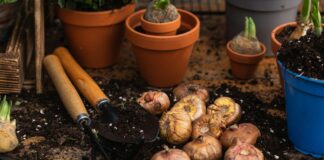 Gesunde, bienenfreundliche Blumenzwiebeln sorgen für Farbenpracht im nächsten Frühjahr Der beginnende Herbst bedeutet auch immer der Beginn der Pflanzzeit von Blumenzwiebeln: Bildquelle: © Anna Jakutajc Wojtalik / Unsplash.com