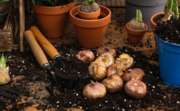 Gesunde, bienenfreundliche Blumenzwiebeln sorgen für Farbenpracht im nächsten Frühjahr Der beginnende Herbst bedeutet auch immer der Beginn der Pflanzzeit von Blumenzwiebeln: Bildquelle: © Anna Jakutajc Wojtalik / Unsplash.com