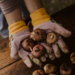 Es ist laut unserer Expertin Svenja Schwedtke vor allem empfehlenswert Bio-Zwiebeln zu pflanzen. Bildquelle: © Drazen Nesic / Unsplash.com