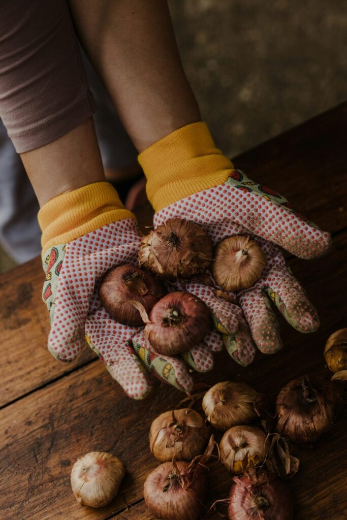 Es ist laut unserer Expertin Svenja Schwedtke vor allem empfehlenswert Bio-Zwiebeln zu pflanzen. Bildquelle: © Drazen Nesic / Unsplash.com