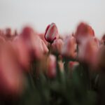 Wenn dann die ersten Blumenzwiebeln erblühen ist der Frühling nicht mehr weit entfernt. Bildquelle: Frank van Hulst / Unsplash.com