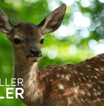 Gewinnen Sie die DVD und ein Überraschungs-Kochbuch zum Heimkinostart von “BAMBI”