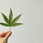 Cannabis gewinnt auch für die Generation 59plus zunehmend mehr an Bedeutung. Nicht selten wird es inzwischen in Absprache mit den behandelnden Ärzten empfohlen. Bildquelle. © Natalia Blauth / Unsplash.com