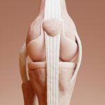 Das Knie ist im Vergleich zu anderen Gelenken, ein sehr komplexes gelenk. Bildquelle: © Ruliff Andrean / Unsplash.com
